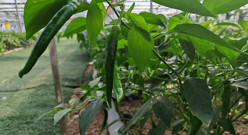 長三角“椒”點看這里