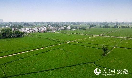 俯瞰方村街道高標準農田。人民網 王銳攝