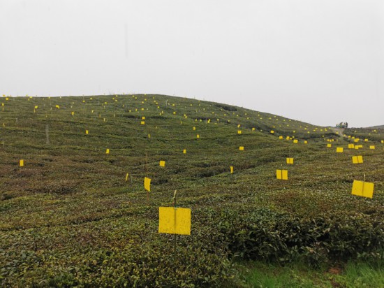 茶園綠色防控。 休寧縣委宣傳部供圖