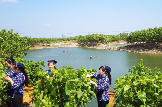 采桑養蠶。湖州市農業農村局供圖