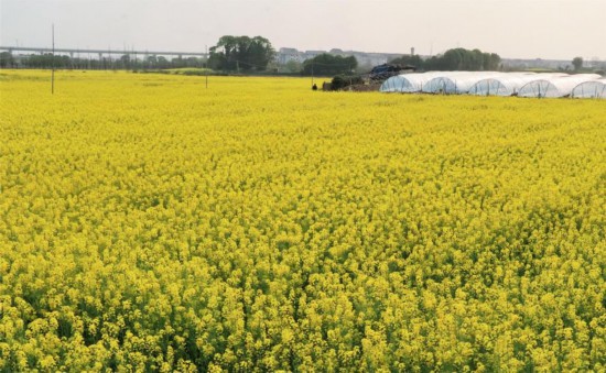 油菜花進入了盛花期。婺城區委宣傳部供圖