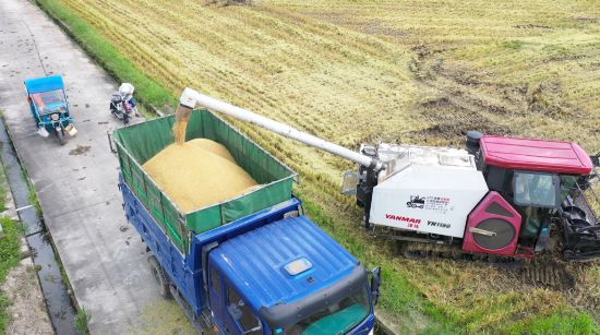 運糧的大貨車滿載稻谷