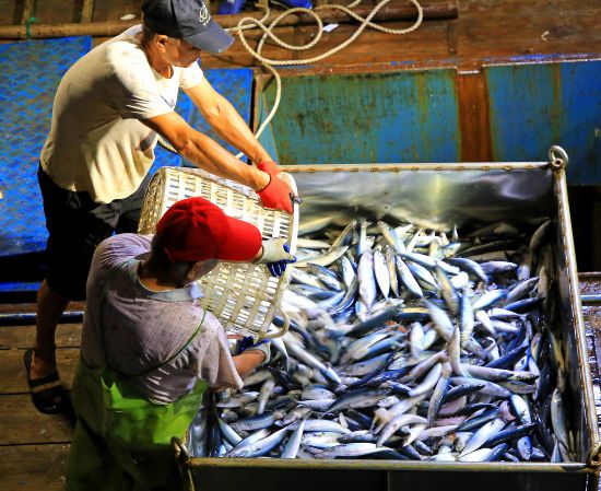 漁民忙著將大量海鮮卸載分揀、保鮮運送。段俊利攝